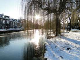 haiku: Als haren van goud. Hangen lange sierslierten. In de zon en kou. (Saskia)